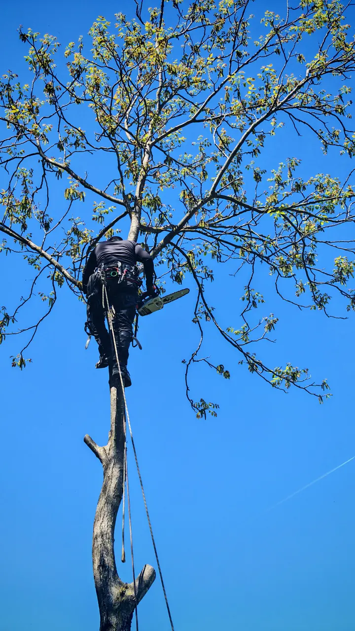 Arborista u krošnji drveta